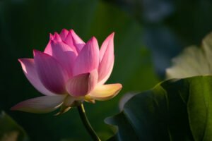 lotus-flower-meditation